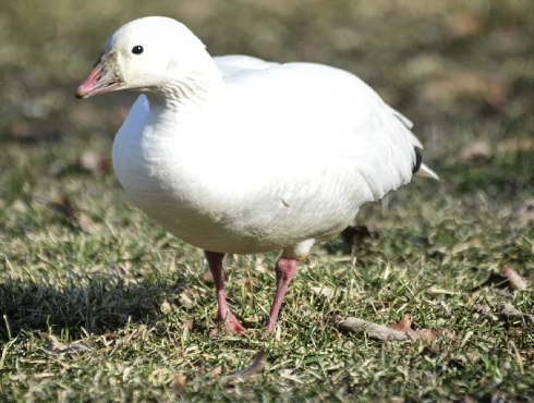 Ross's Goose